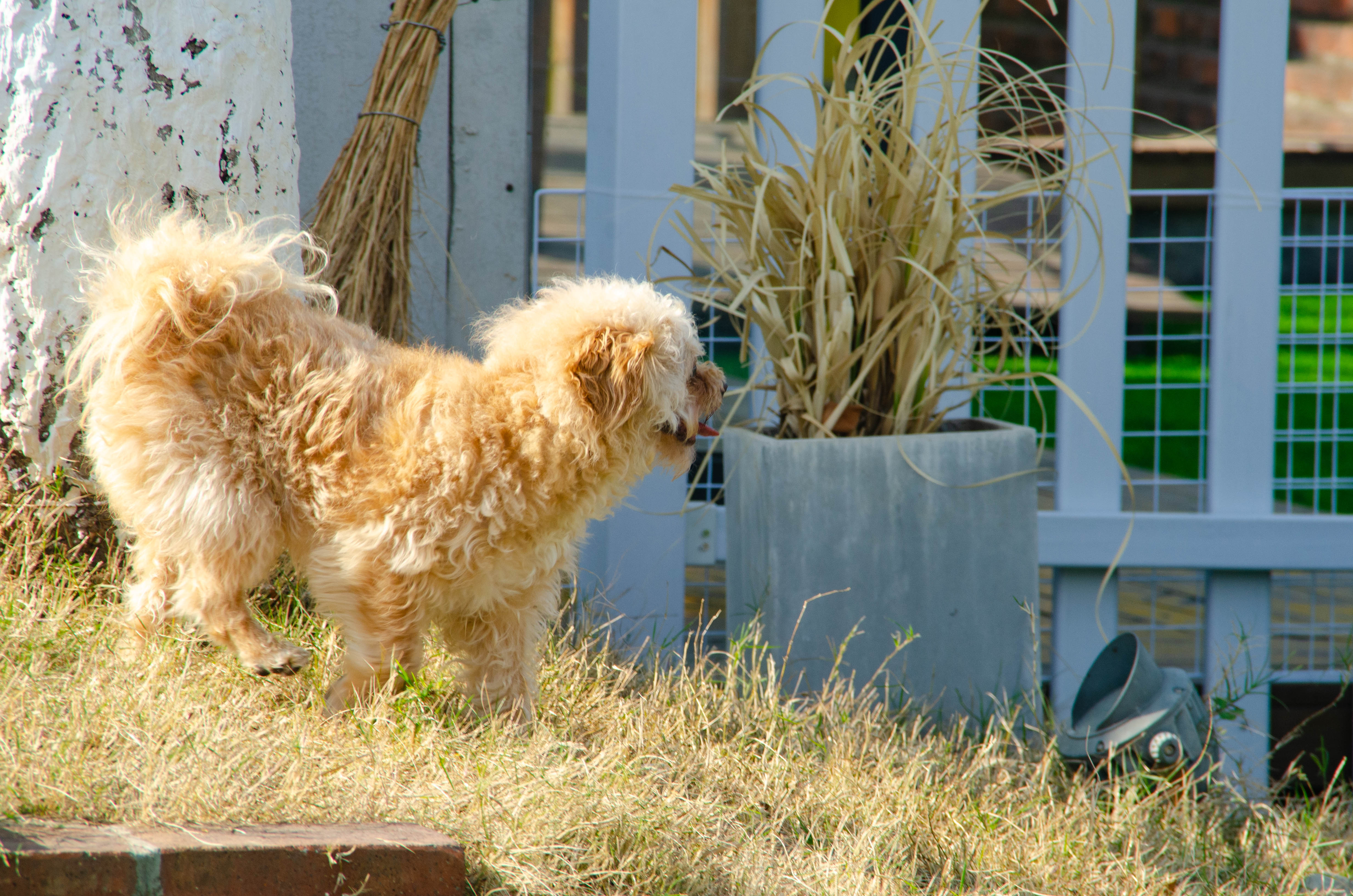 图片: DSC_7486.jpg